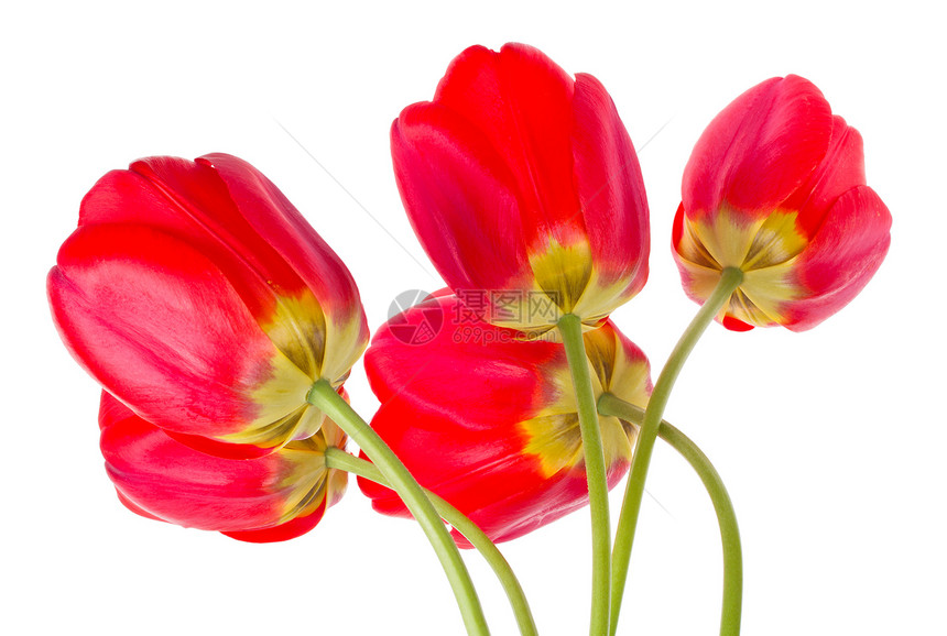 红色郁金香花束绿色白色礼物脆弱性叶子花瓣植物图片