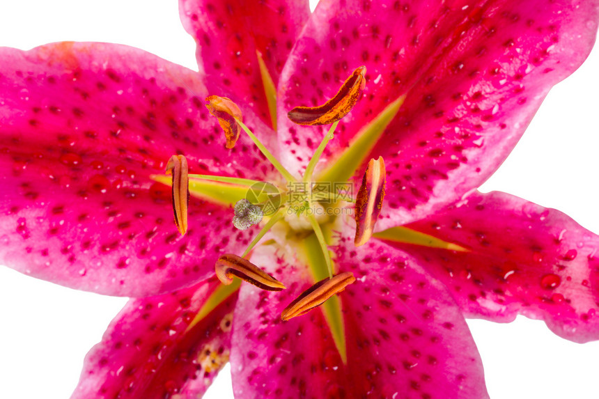 粉红百合粉色工作室花瓣白色温泉压痛脆弱性植物学植物图片