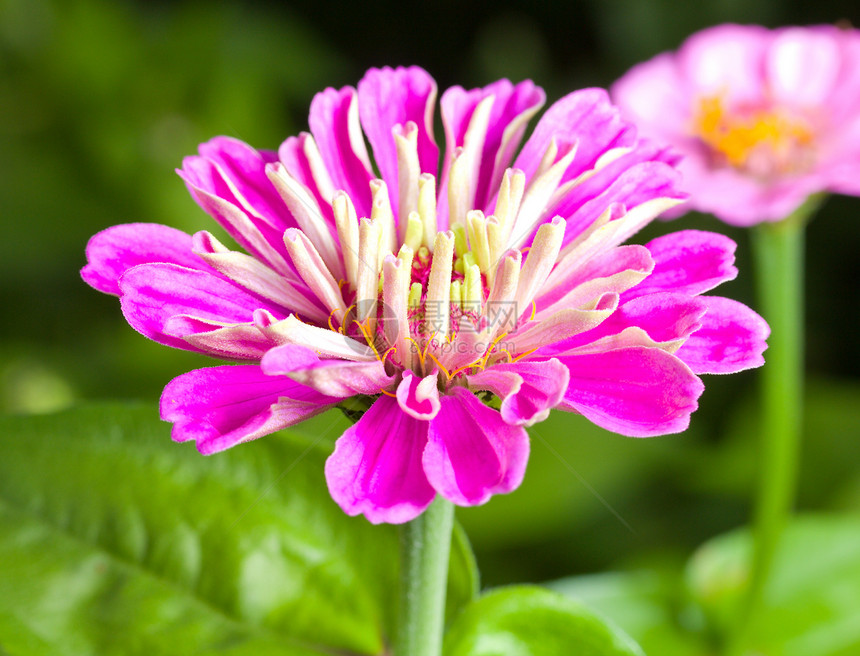 粉红花花宏观植物学叶子植物绿色粉色雌蕊花粉图片