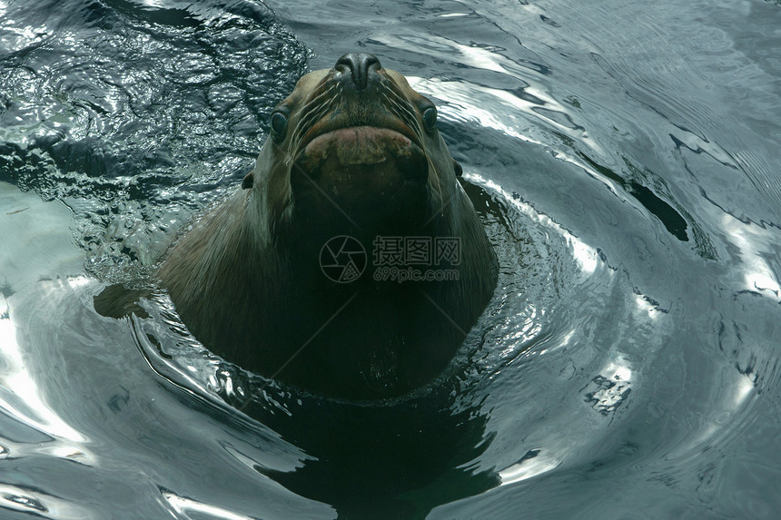 海中的怪兽在苏厄德河水面上喷涌而出图片