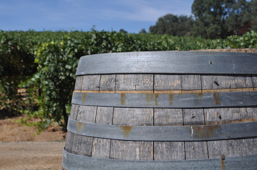 酒桶和葡萄园藤蔓食物酿酒酒精场景木头天空水果木桶季节图片