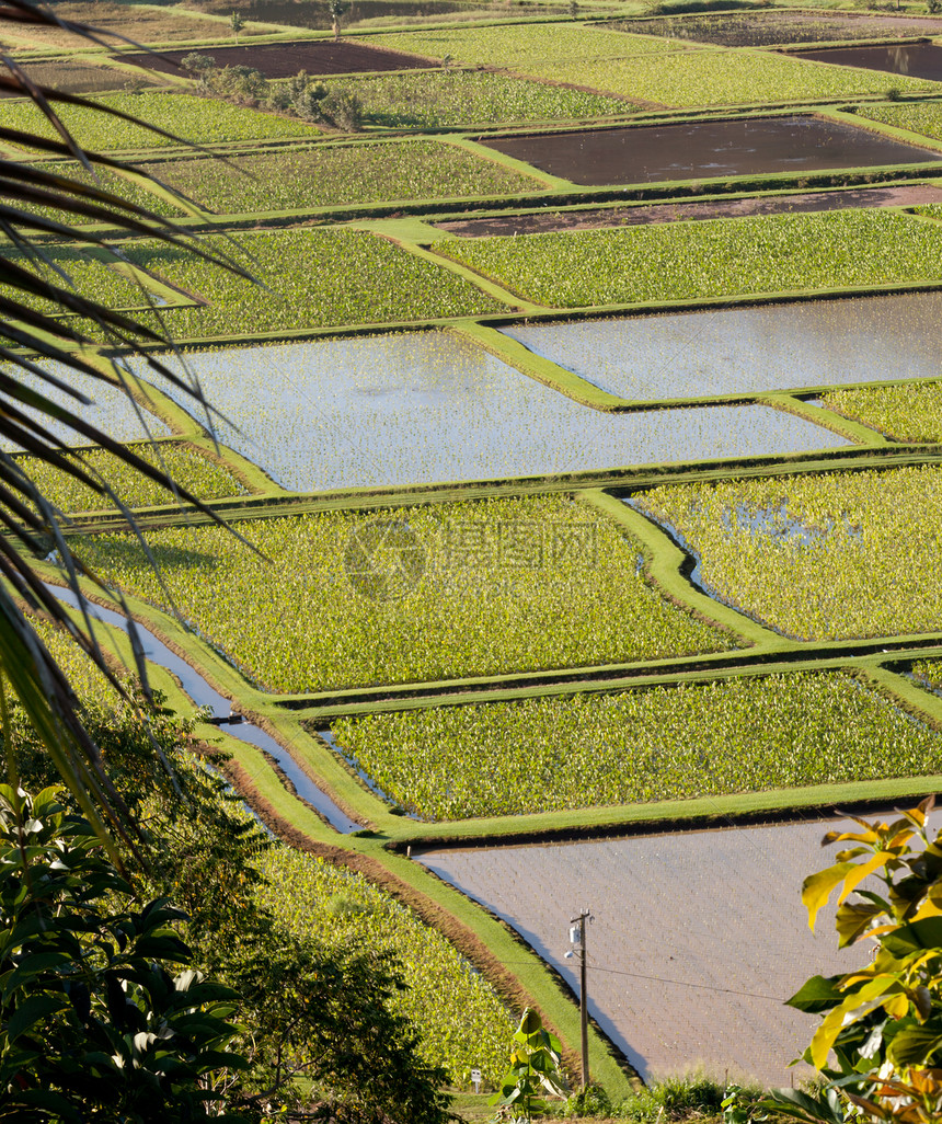 考艾的哈纳莱伊山谷风景叶子反射植被旅行芋头热带绿色农业天空图片