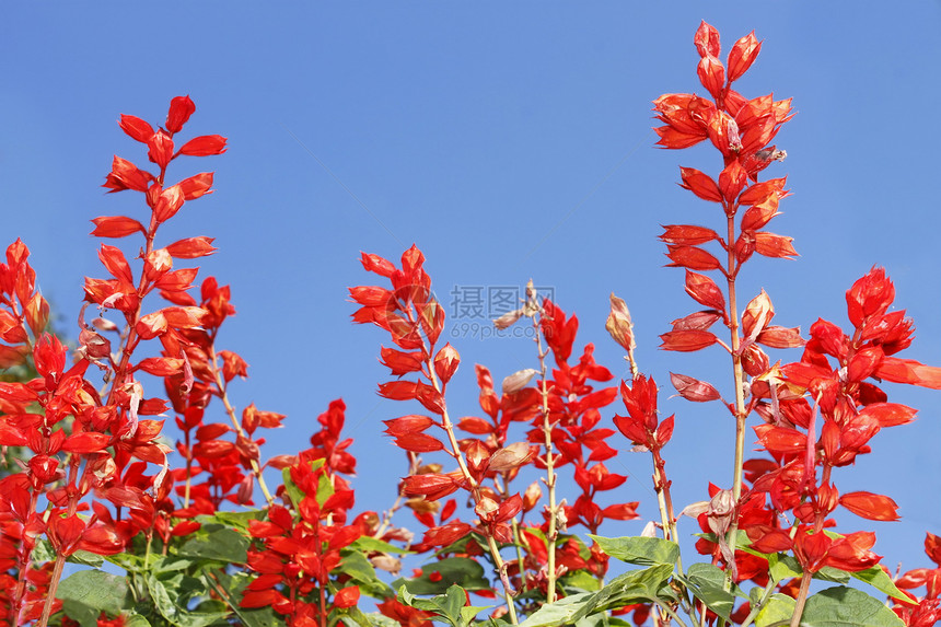 红亮鲜花图片