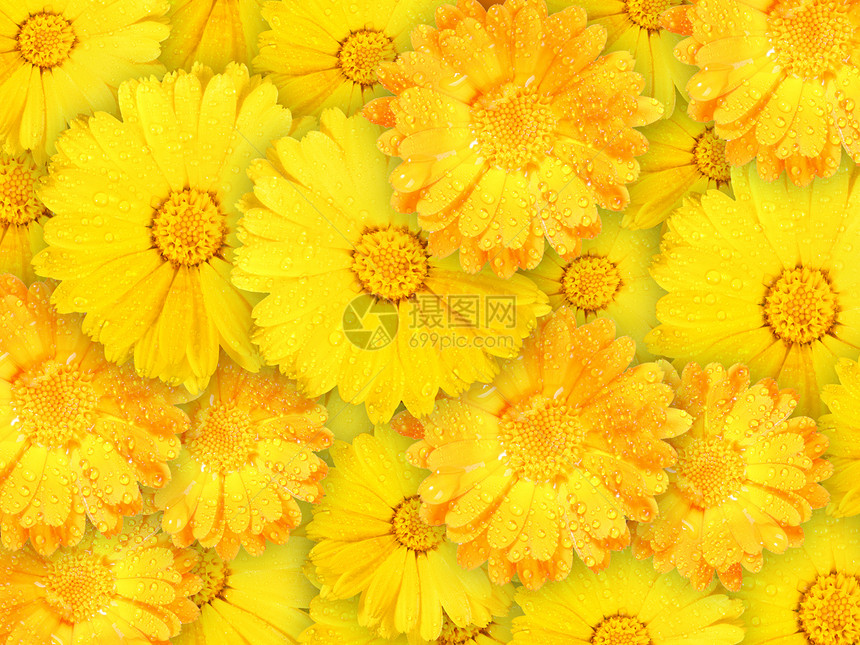橙色和黄黄色湿花的背景图片