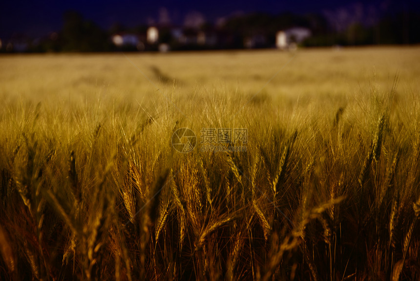托斯卡尼的康菲尔德蓝色农场农村食物蔬菜营养粮食小麦种子面粉图片