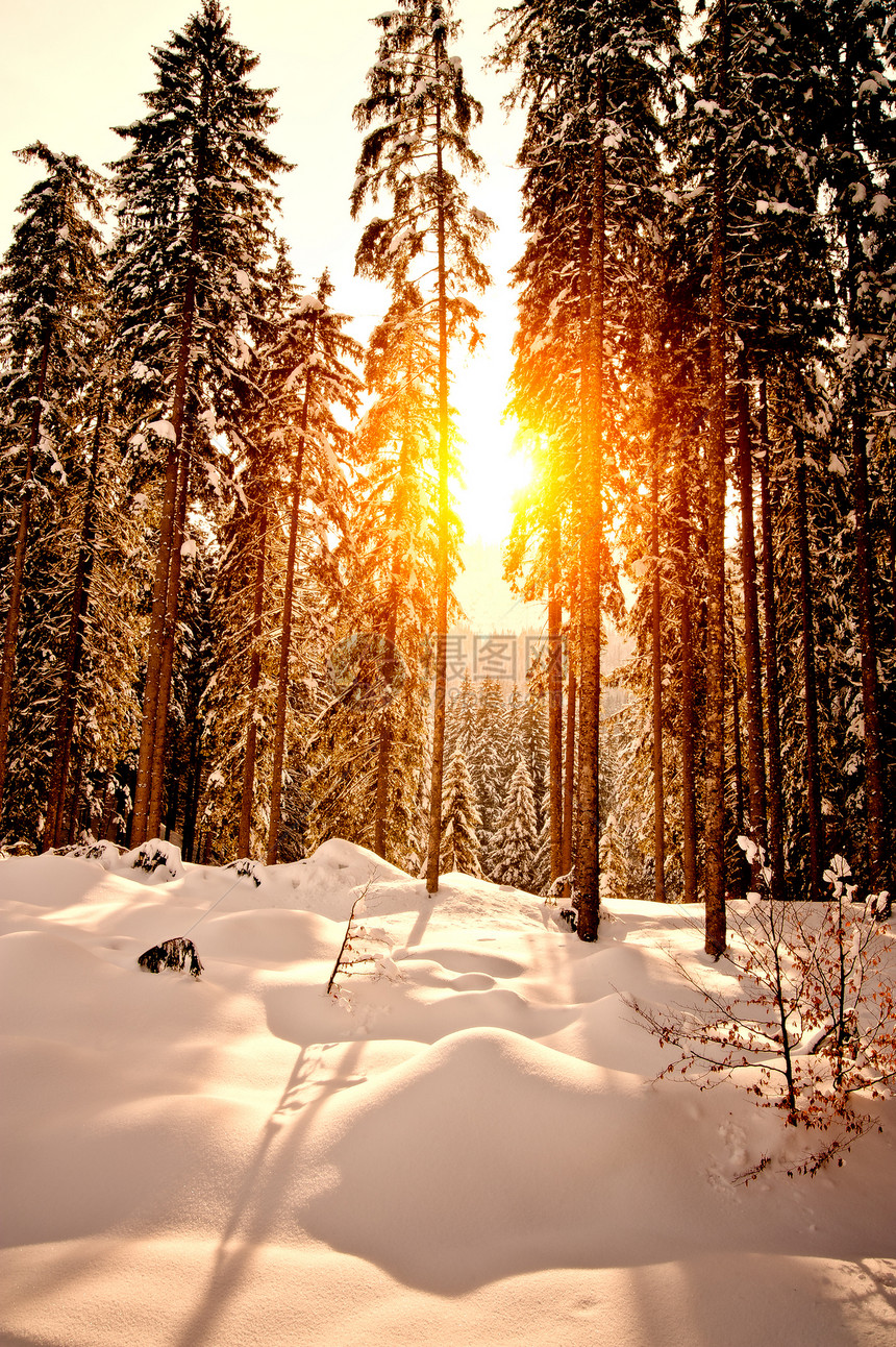 冬季森林日落场景环境晴天阴影天气太阳日出旅行阳光国家图片