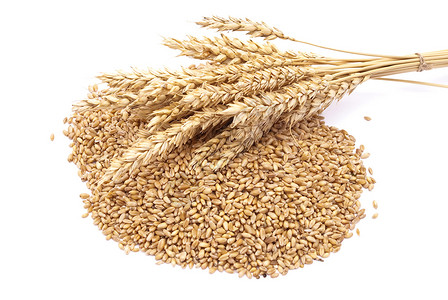 耳和小麦背景图片