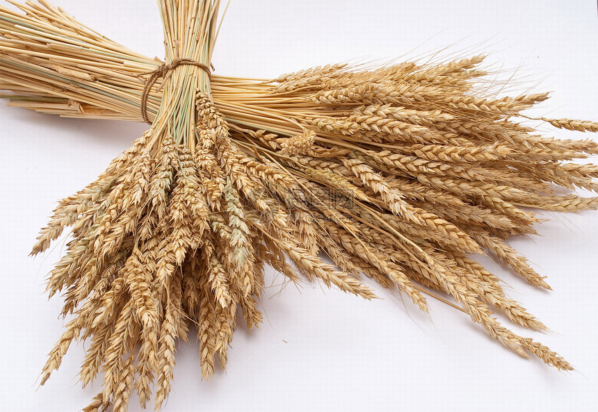 小麦耳朵核心生产农场尖刺粮食植物生长面包培育食物图片