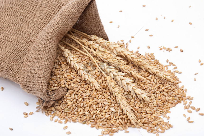 零散的袋里有谷物麦子季节种子耳朵食物收成农业解雇粮食小麦玉米图片