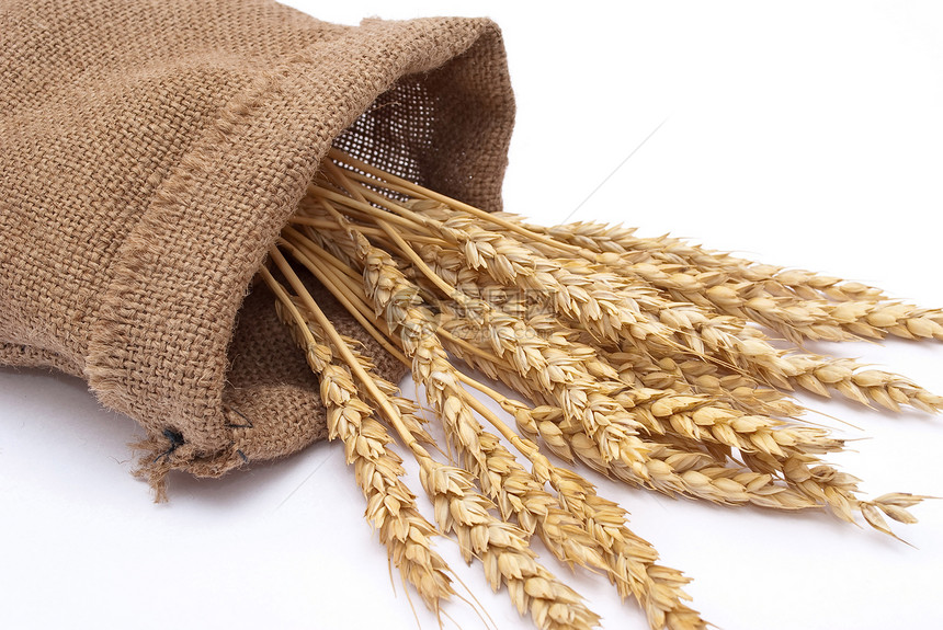 装有小麦耳朵的袋解雇粮食食物玉米谷物种子收成季节图片