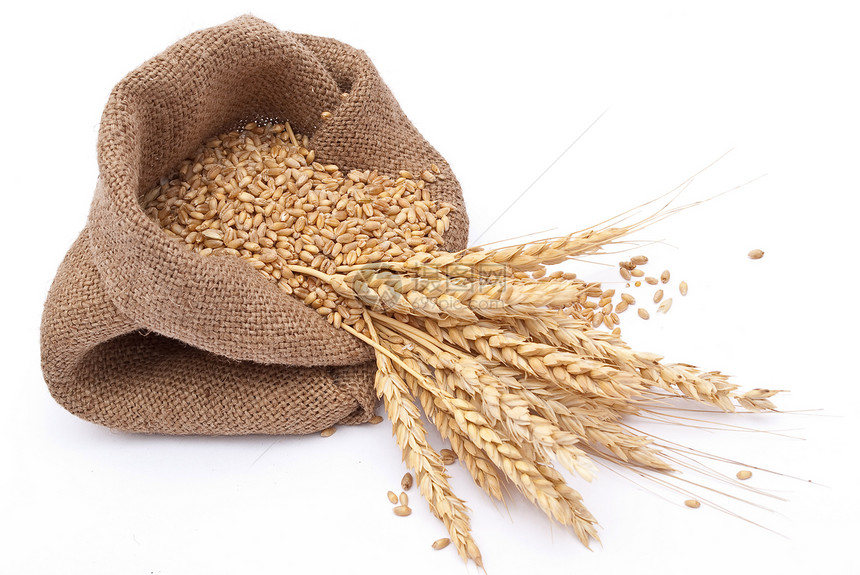 零散的袋里有谷物麦子耳朵季节种子收成食物玉米小麦粮食解雇图片