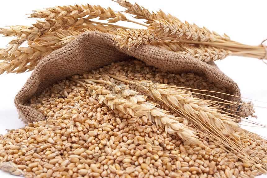 零散的袋里有谷物麦子玉米食物粮食小麦种子收成季节耳朵解雇图片