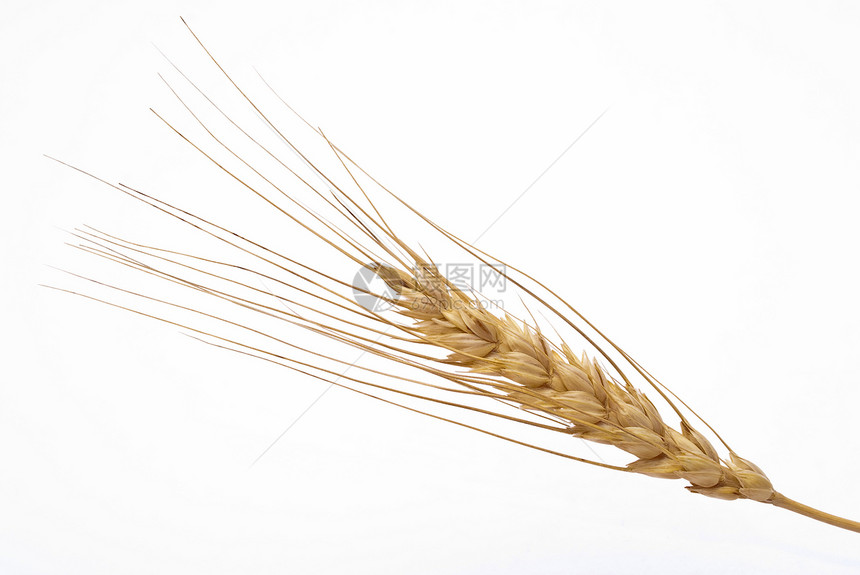小麦耳农业尖刺食物培育稻草种子农场粮食生产核心图片