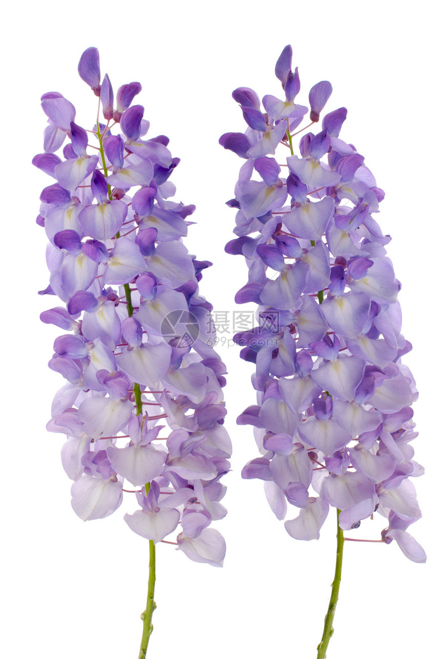 维斯特西雅花花异国花瓣紫色白色藤蔓花园生长植物群蓝色植物图片