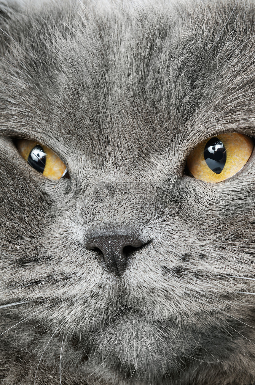 一张安静的英国猫的近照毛皮动物灰色猫科猫咪晶须哺乳动物宠物蓝色爪子图片