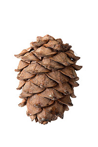 雪松锥瓜锥体种子针叶棕色坚果食物背景图片