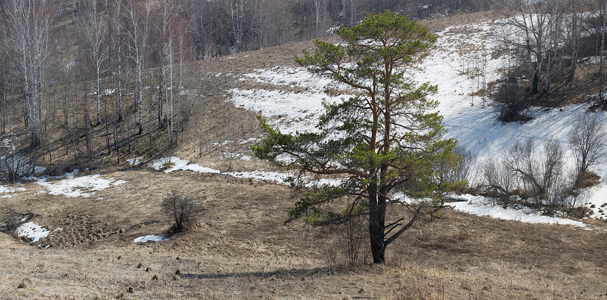 春季春天树木分支机构林地丘陵荒野山脉松树森林图片
