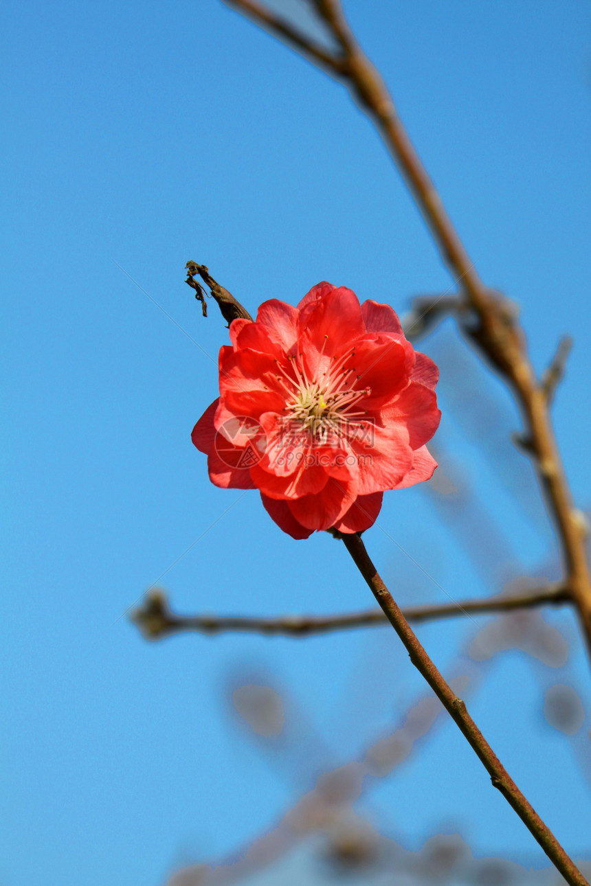 春天樱花开花天篷公园花园文化天空生活生长宏观蓝色植物图片