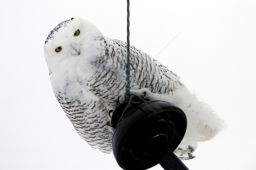 雪花猫头鹰白色眼睛捕食者猫头鹰羽毛野生动物图片