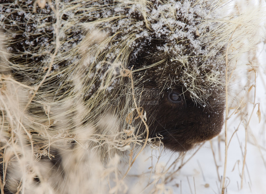 冬季的豪猪捕食者猫头鹰动物羽毛眼睛鹅毛笔荒野白色脊柱野生动物图片