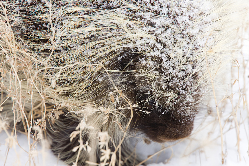 冬季的豪猪眼睛荒野猫头鹰捕食者野生动物脊柱羽毛动物哺乳动物白色图片
