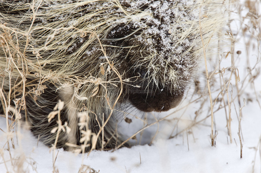 冬季的豪猪哺乳动物眼睛动物羽毛野生动物猫头鹰鹅毛笔白色荒野脊柱图片