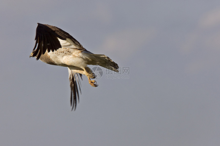 在飞行中动物猫头鹰荒野羽毛鸟类白色自然利爪眼睛捕食者图片