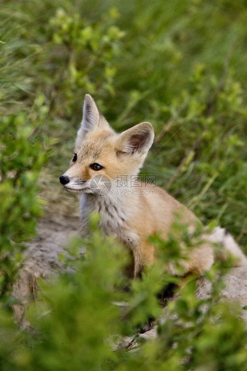 年轻狐狸箱狐狸动物生物主题毛皮荒野眼睛猫头鹰捕食者红色图片