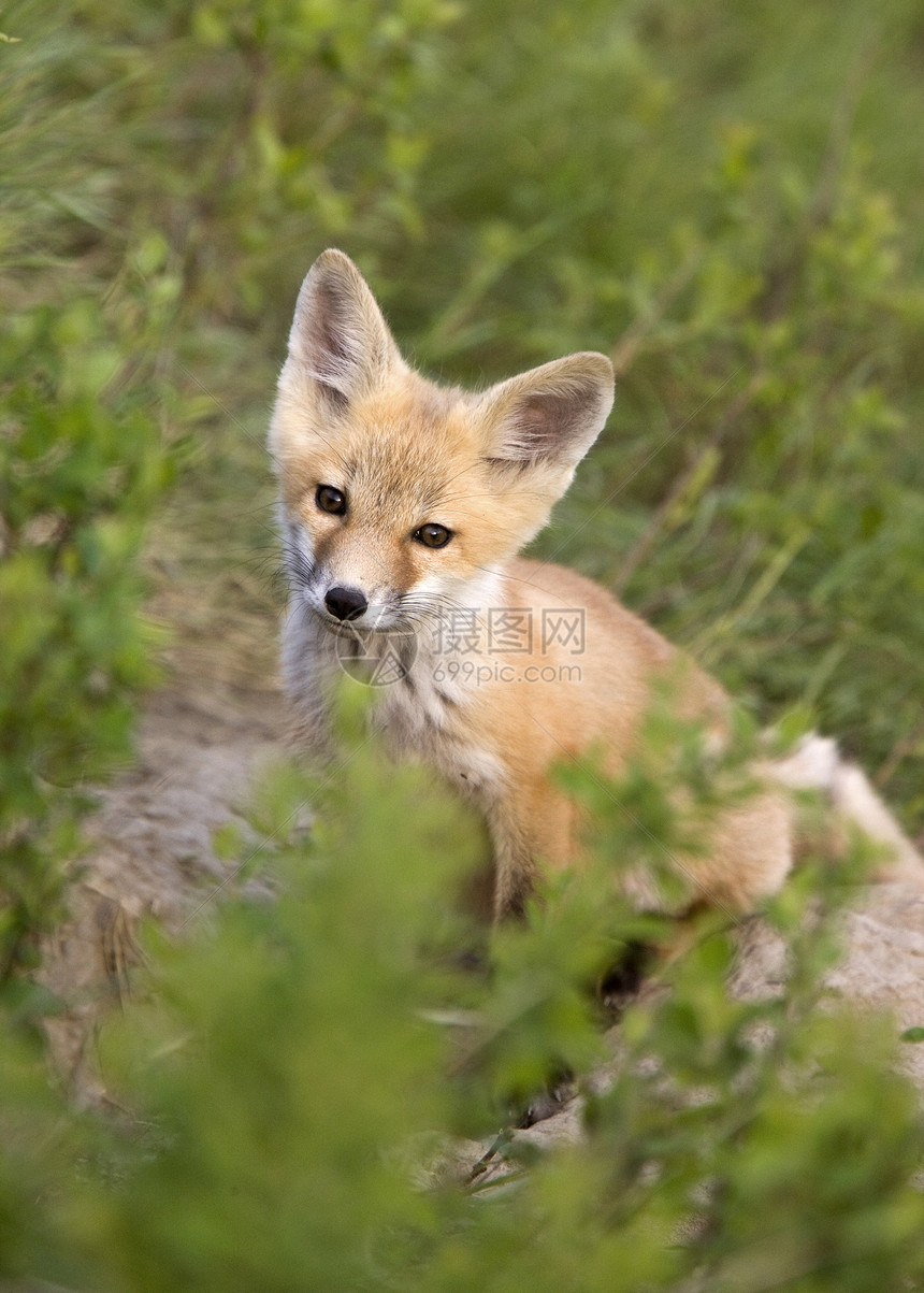 年轻狐狸箱捕食者白色毛皮猫头鹰狐狸眼睛红狐羽毛主题图片