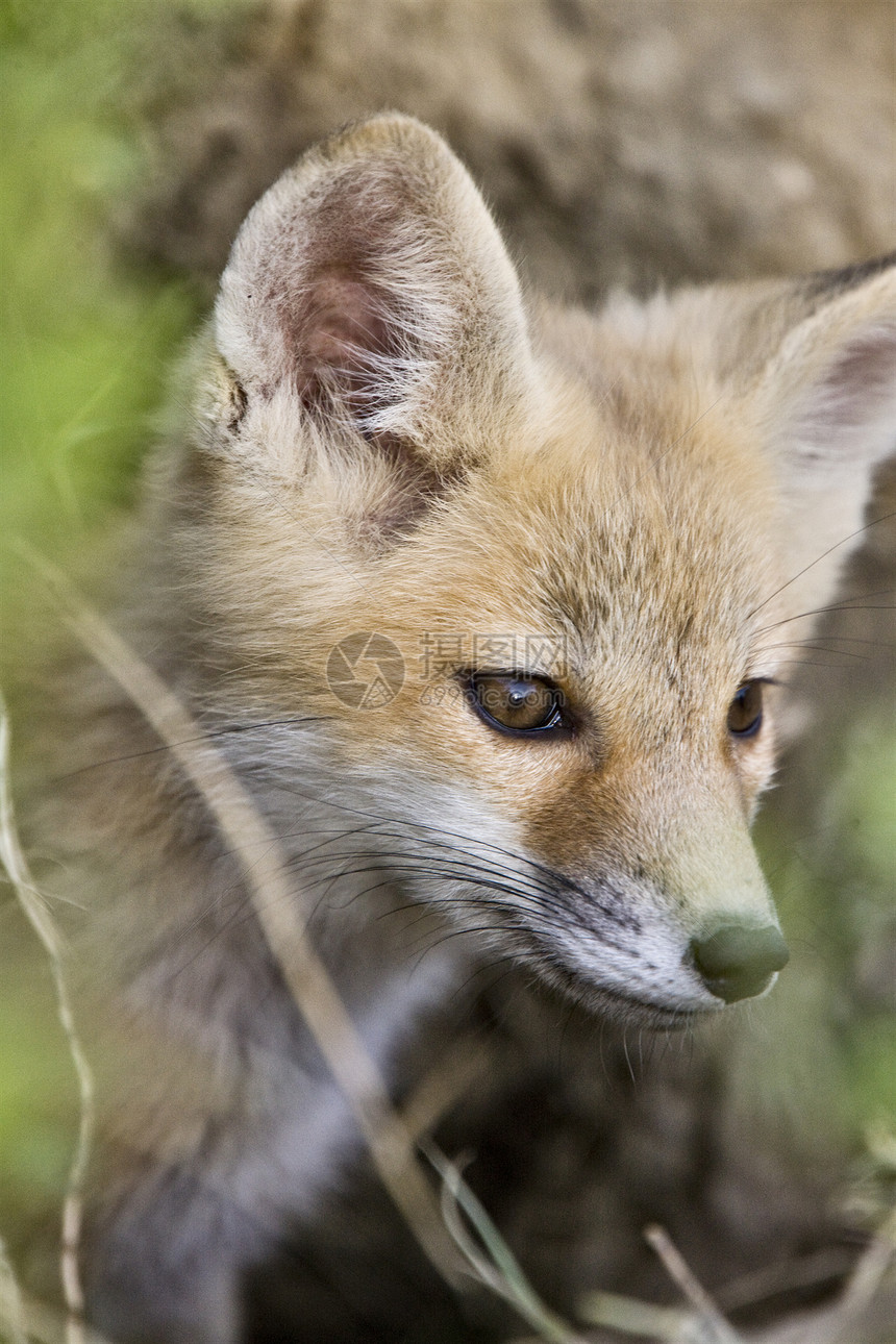 年轻狐狸箱动物白色毛皮眼睛狐狸猫头鹰生物荒野捕食者羽毛图片