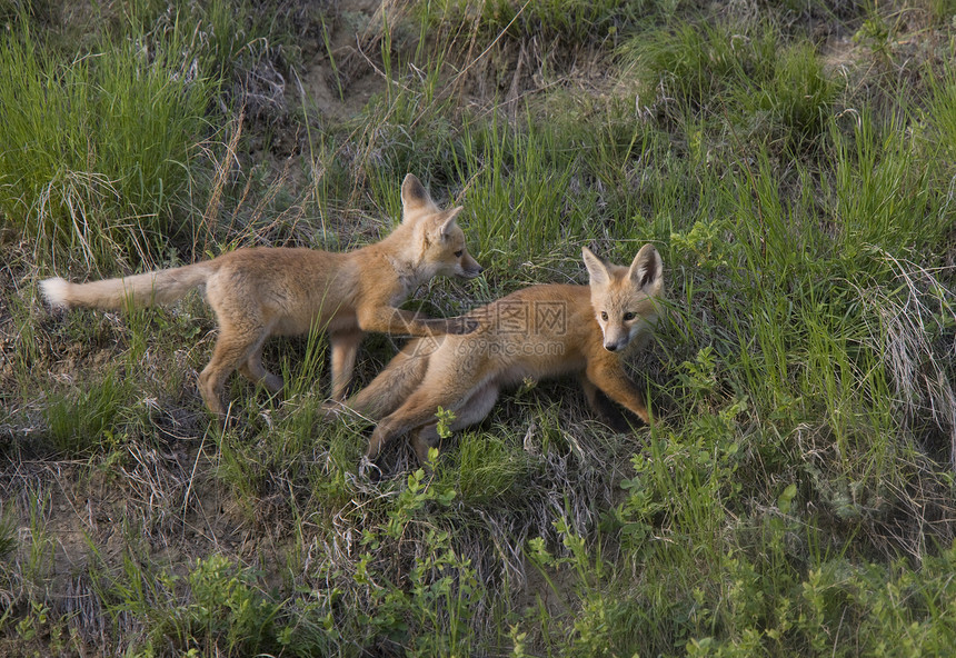 年轻狐狸箱猫头鹰狐狸捕食者羽毛动物生物毛皮白色红狐主题图片