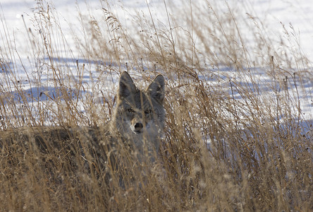 帕蕊科约特白色眼睛野生动物掠夺性生物毛皮荒野动物猎物食肉背景图片