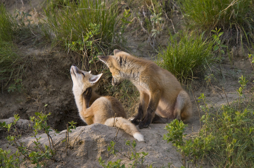 年轻狐狸箱羽毛捕食者红色猫头鹰红狐主题狐狸白色动物毛皮图片