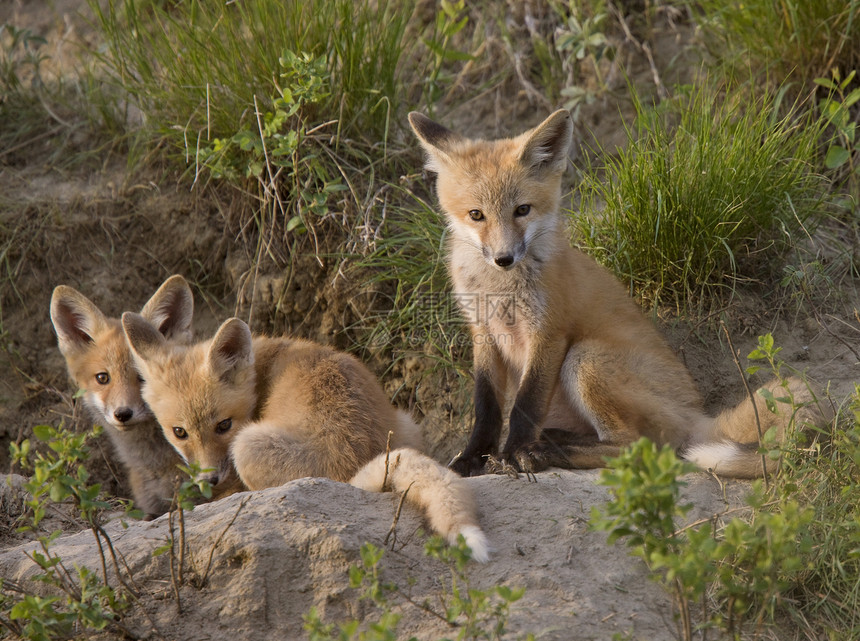 年轻狐狸箱动物猫头鹰毛皮眼睛红色荒野羽毛主题红狐狐狸图片