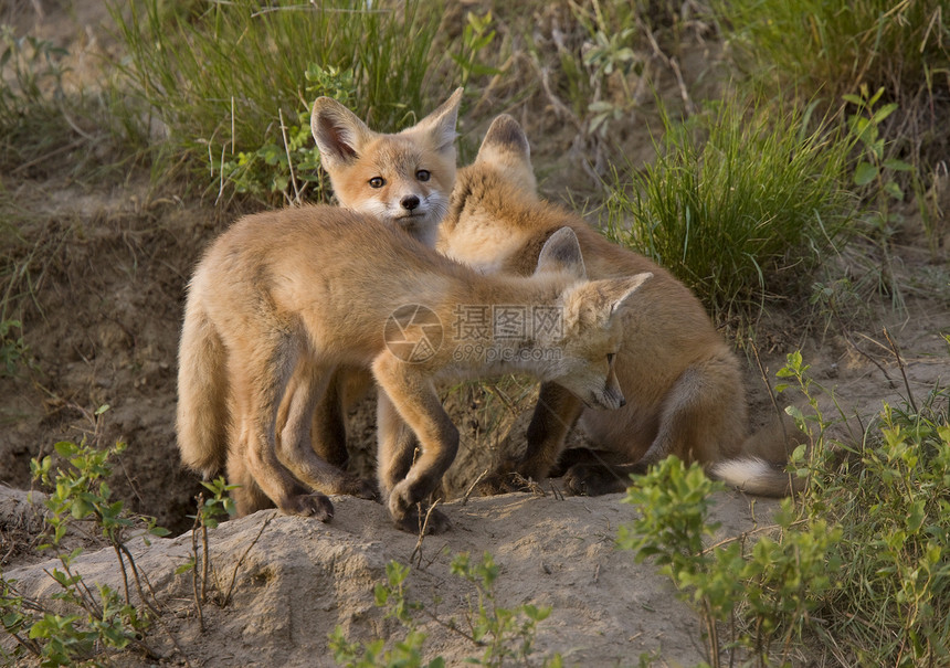 年轻狐狸箱红狐动物眼睛主题红色白色毛皮羽毛捕食者荒野图片