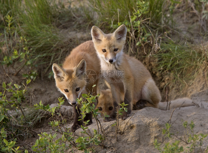 年轻狐狸箱捕食者主题眼睛猫头鹰毛皮红色羽毛荒野生物红狐图片