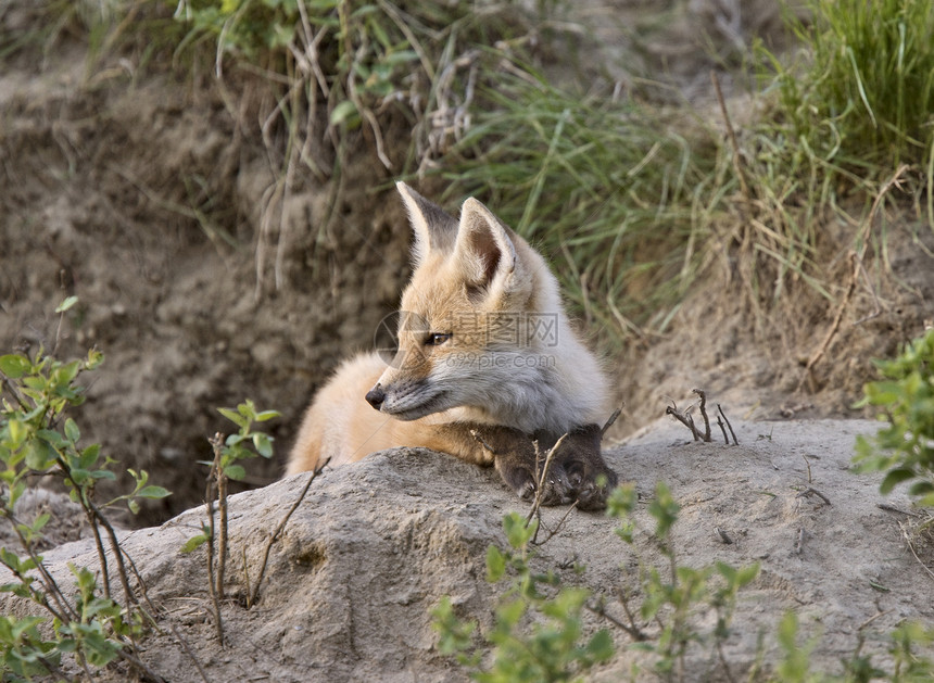 年轻狐狸箱动物捕食者主题毛皮生物红色红狐眼睛羽毛荒野图片