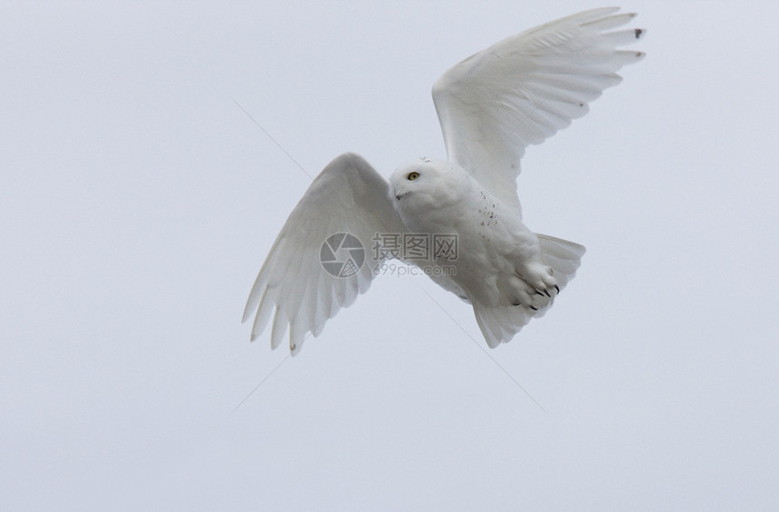 飞行中的雪猫羽毛猫头鹰捕食者白色野生动物眼睛图片