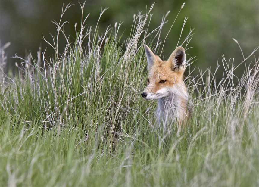 年轻狐狸箱狐狸白色羽毛红狐红色毛皮猫头鹰捕食者主题荒野图片