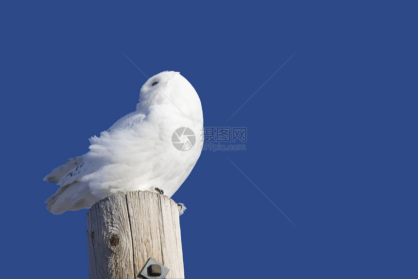 雪花猫头鹰白色捕食者眼睛猫头鹰羽毛野生动物图片