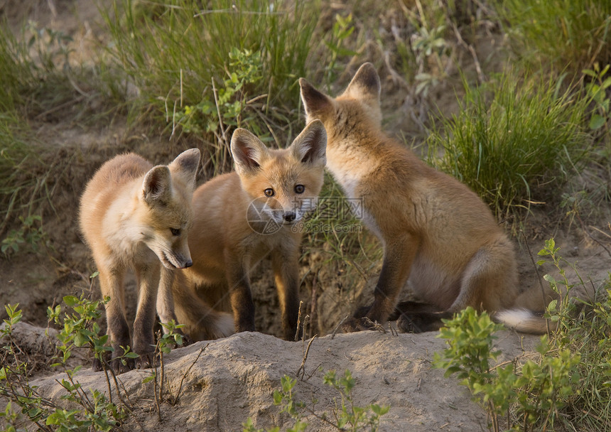 年轻狐狸箱荒野红狐红色毛皮捕食者羽毛动物眼睛狐狸生物图片