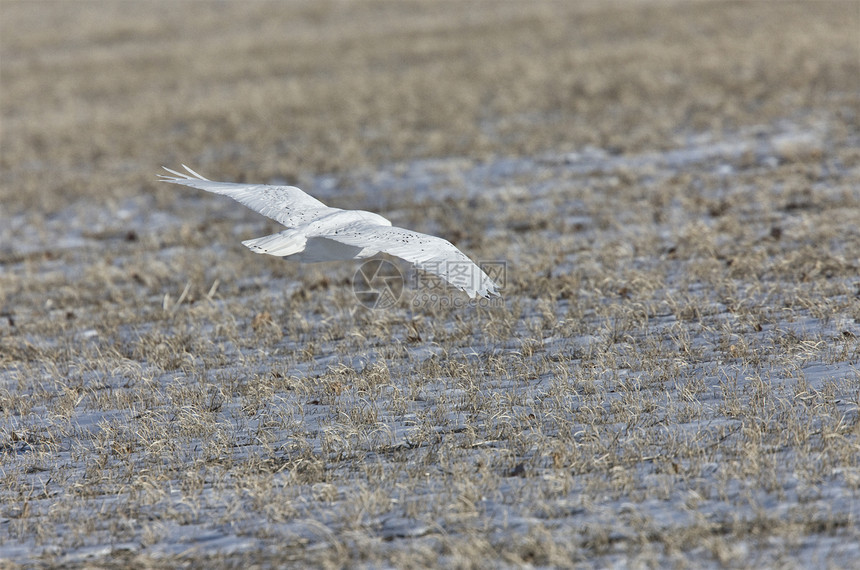 飞行中的雪猫羽毛猫头鹰眼睛捕食者野生动物白色图片
