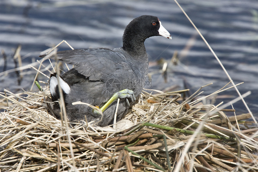 坐在鸡蛋上坐着动物账单绿藻水禽游泳母鸡沼泽涉水湿地荒野图片