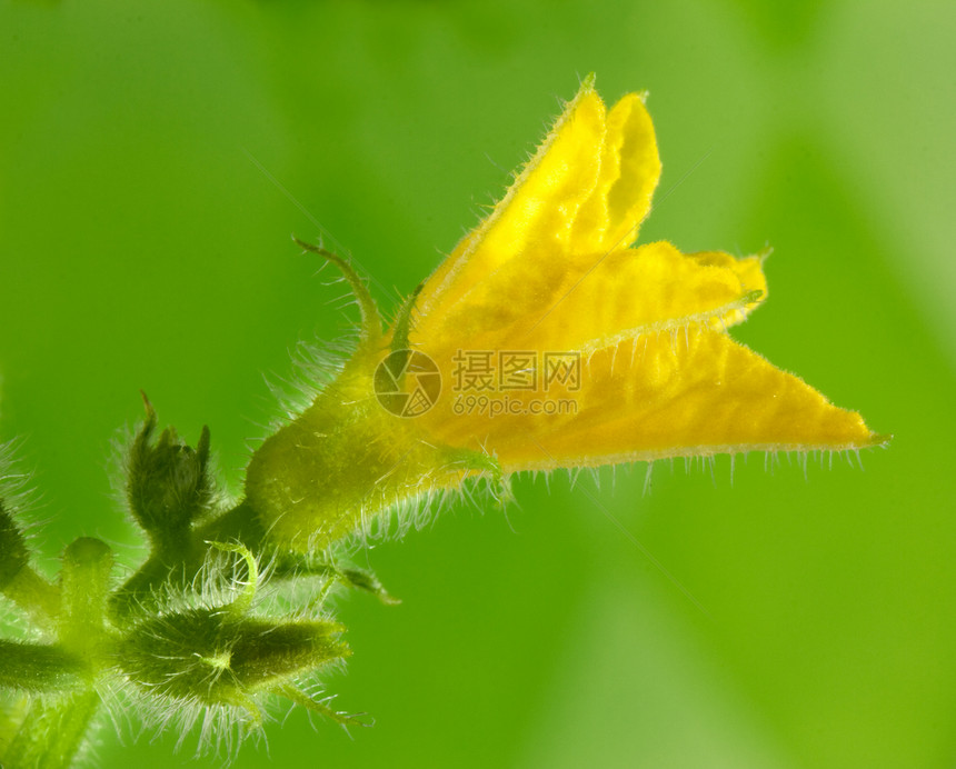 黄瓜花花花瓣蔬菜种植植物黄色雌蕊叶子环境生活花园图片