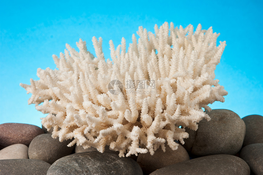 珊瑚航海珠宝白色贝壳海洋图片