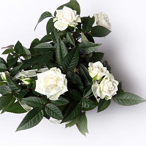 顶端的白玫瑰背景图片