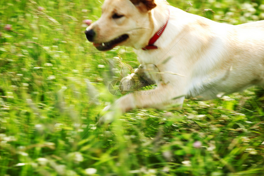 在草地上玩狗感情花园猫科动物幸福小狗猎犬奶油动物毛皮朋友们图片