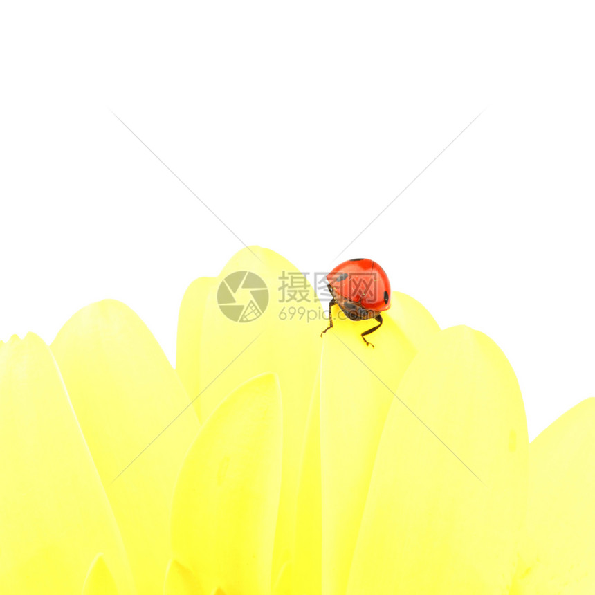 黄色花朵上的拖拉器甲虫天空叶子环境花园宏观太阳雏菊昆虫天线图片