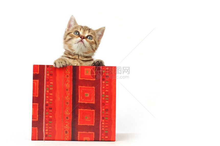 礼品盒中的猫宠物动物婴儿家庭孩子兽医星星毛皮小猫展示图片