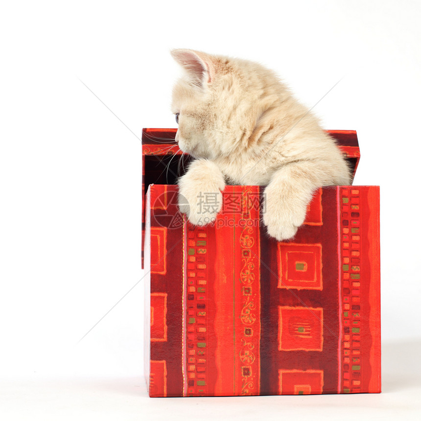 礼品盒中的猫盒子爪子惊喜星星金子家庭猫咪宠物婴儿孩子图片